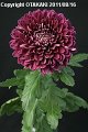 Chrysanthemum　Pretty Rio
